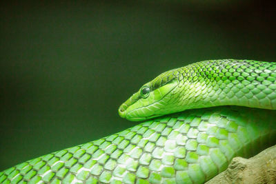 Corn snake is a popular snake.