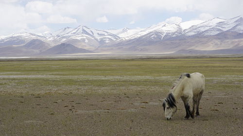 View of sheep on snow covered field