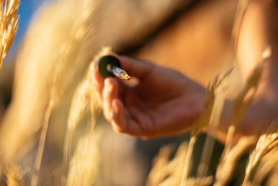 Close-up of a hand holding wheat