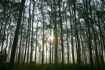 Trees in forest