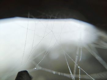 Close-up of spider web on plant