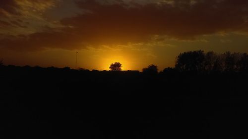 Silhouette trees at sunset