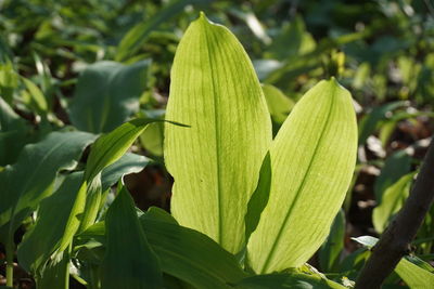 Close-up of fresh green leaf