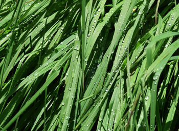 Full frame of water drops on grass