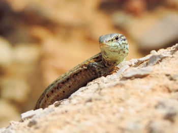 Close-up of lizard on rock
