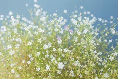 Low angle view of white flowers blooming at park