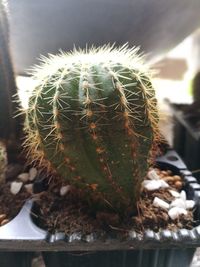 Close-up of cactus plant