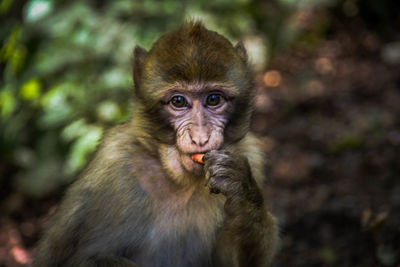 Portrait of monkey