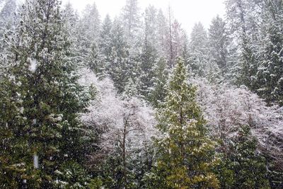 Full frame shot of trees