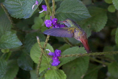 Close-up of insect on flower