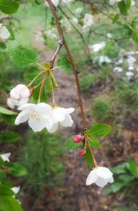 Close-up of white flowers