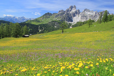 Scenic view of flowering plants on field against mountains