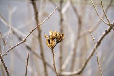 Close-up of flowers on branch