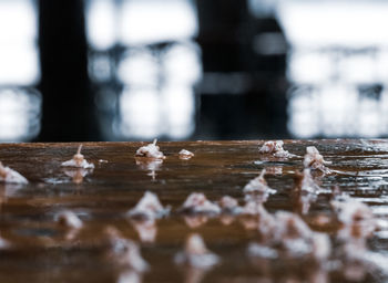 Surface level of wood on table