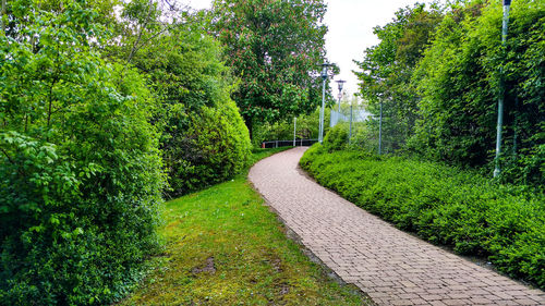 Footpath amidst plants