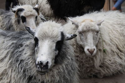 Close-up of sheep