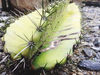 Close-up of prickly pear cactus