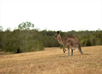 Side view of giraffe on field against clear sky