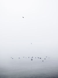 Low angle view of birds flying over sea against clear sky