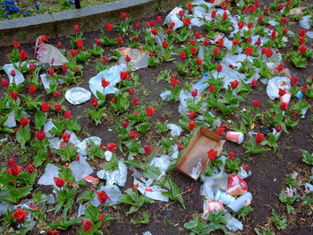 High angle view of red flowering plants