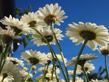 Close-up of white flowers blooming outdoors