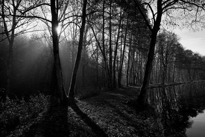 Bare trees in forest