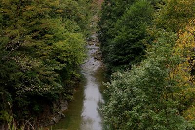 High angle view of stream amidst trees in forest