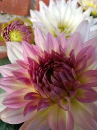 Close-up of pink dahlia flower