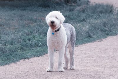 Portrait of dog running on landscape