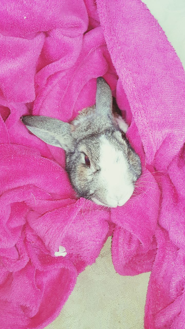 one animal, animal themes, pink color, domestic animals, indoors, close-up, pets, bed, fabric, relaxation, high angle view, no people, textile, purple, blanket, wildlife, red, flower, mammal, animal head