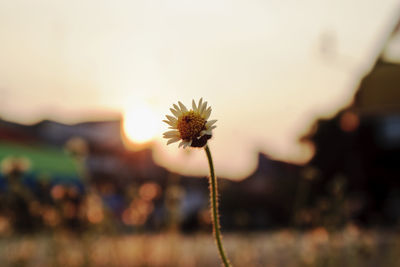 White flower blooming outdoors