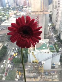 Close-up of red flower