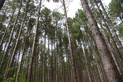 Low angle view of trees in forest