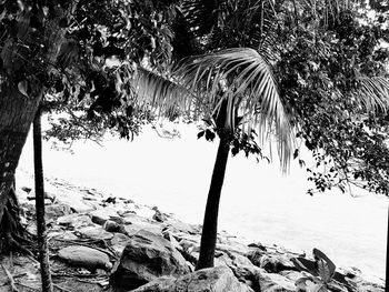 Palm tree on beach against sky