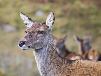 Close-up portrait of deer