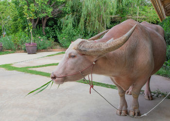 Thai albino buffalo, rare animal eating grass in countryside thailand.