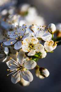 Close-up of white cherry blossoms