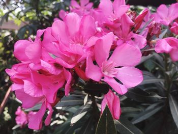 Close-up of pink flowering plant