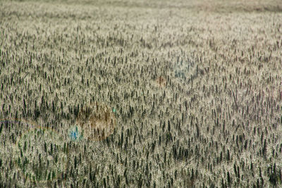 Full frame shot of wheat field