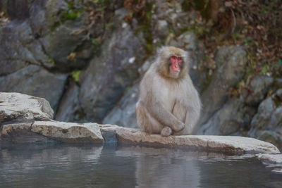 Monkey sitting on rock