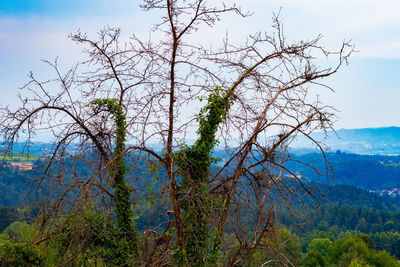 Plants growing on land against sky
