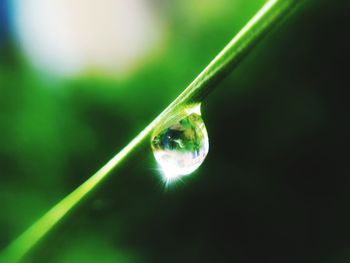 Close-up of water drop on grass