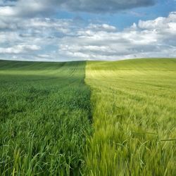 Scenic view of agricultural bicolor field against sky