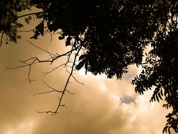 Low angle view of silhouette tree against sky