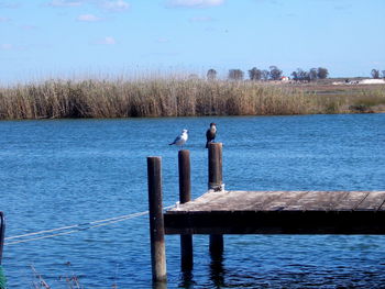 View of birds in calm blue sea