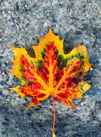 Close-up of orange maple leaf