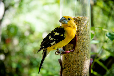 Close-up of bird perching on a branch