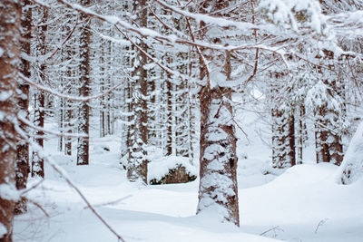 Snow covered trees on field