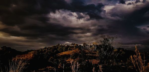 Storm clouds over plants at sunset