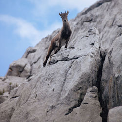 Low angle view of chamois on rock